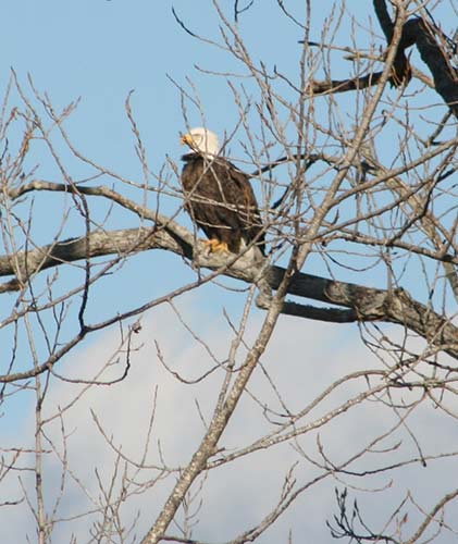 Bald Eagle on the Mississippi River