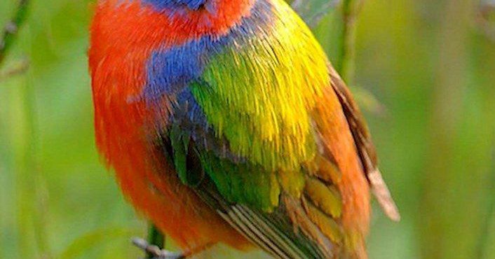 Birding | Visit Vicksburg